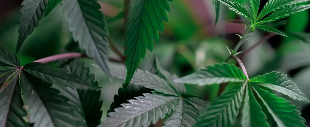 Flowering cannabis plant on black background