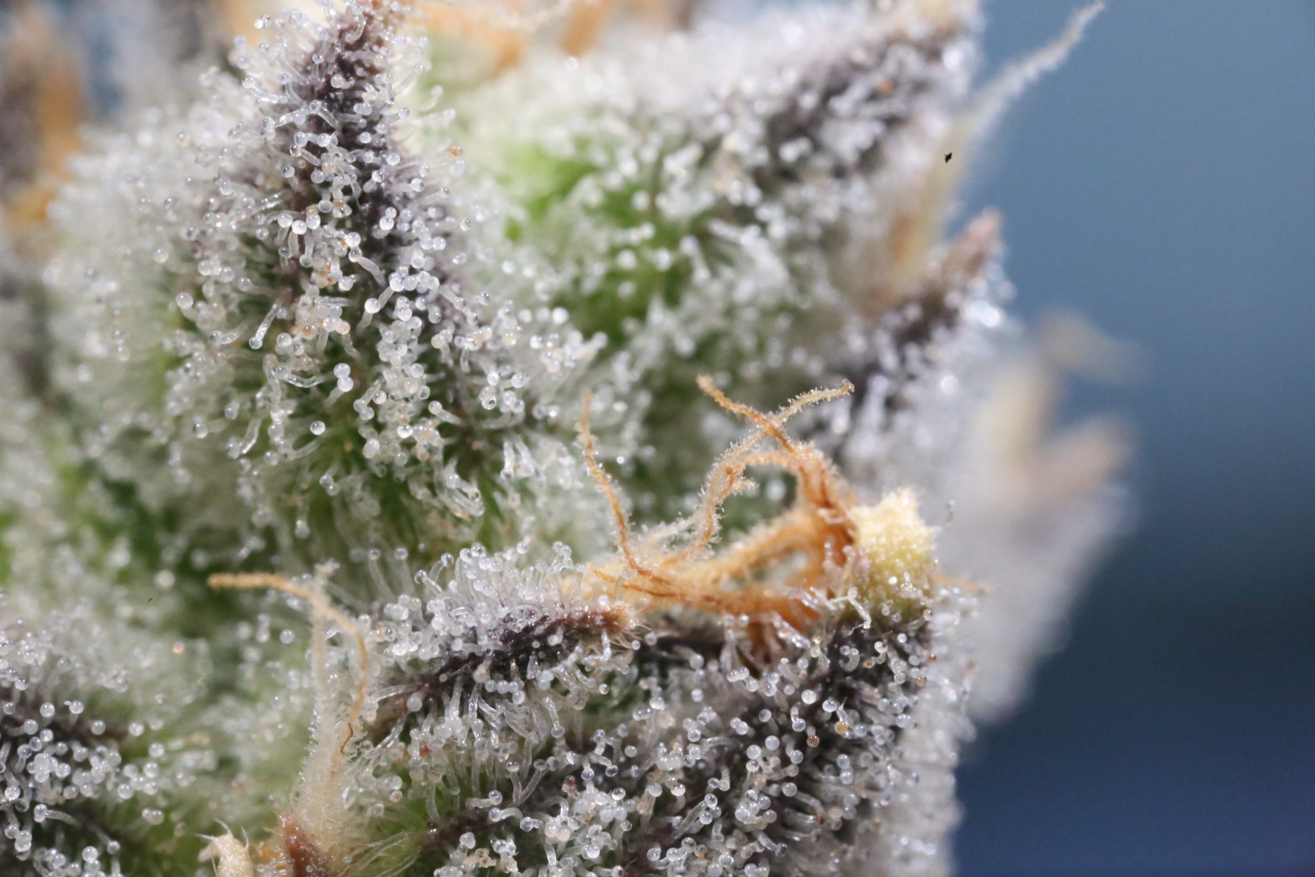 macro photo of cannabis flower with lots of trichomes to accompany the terpene guide blog for Queen City NJ