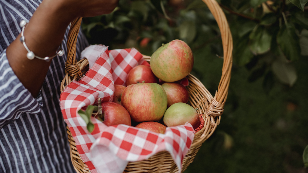 Woman picking apples in New Jersey.